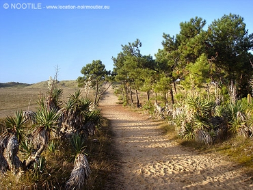 foret-de-noirmoutier