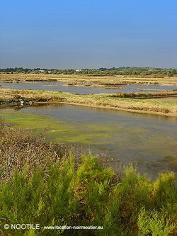 marais-salants-10
