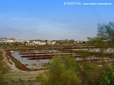 marais-salants-de-noirmoutier-2