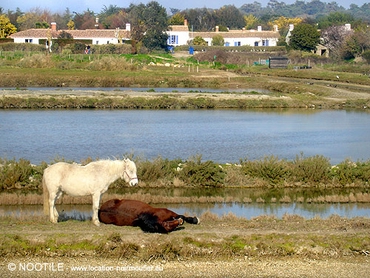 marais-salants-de-noirmoutier-4