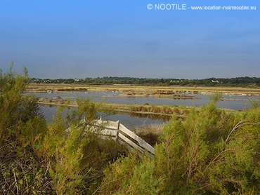 marais-salants-de-noirmoutier