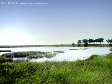 polders-noirmoutier-2